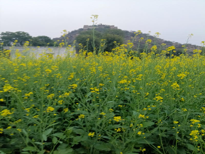  50 Bigha Office Space for Sale in Sheoganj, Sirohi