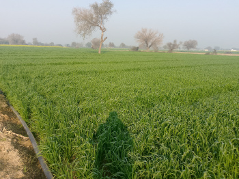  Agricultural Land for Sale in Siwani Road, Hisar