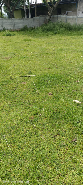  Residential Plot 11 Acre for Sale in Ormanjhi, Ranchi
