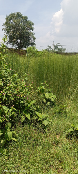  Residential Plot 8 Dismil for Sale in Ormanjhi, Ranchi