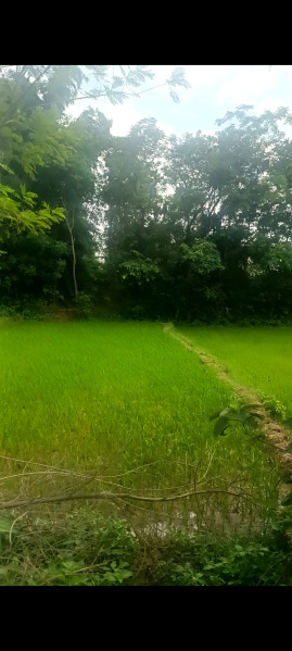 3 BHK 175 Dismil Farm House for Sale in Ormanjhi, Ranchi