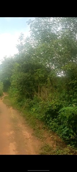 3 BHK 175 Dismil Farm House for Sale in Ormanjhi, Ranchi