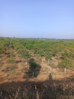  Agricultural Land for Sale in Kondurg, Mahbubnagar