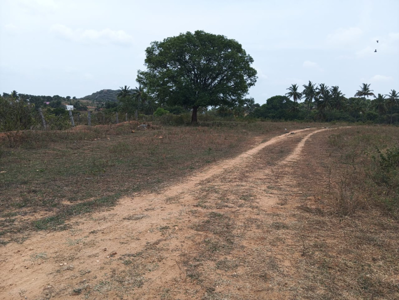  Agricultural Land 3 Acre for Sale in Shoolagiri, Hosur