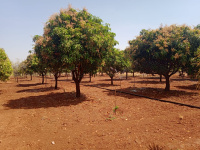  Commercial Land for Sale in Pavagada, Tumkur