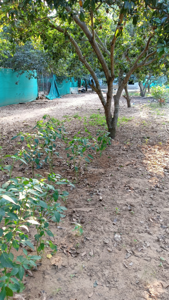  Residential Plot 20 Cent for Sale in Nagamalli Thota Junction, Kakinada