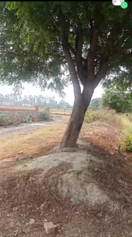  1250 Sq.ft. Residential Plot for Sale in Banthara, Lucknow