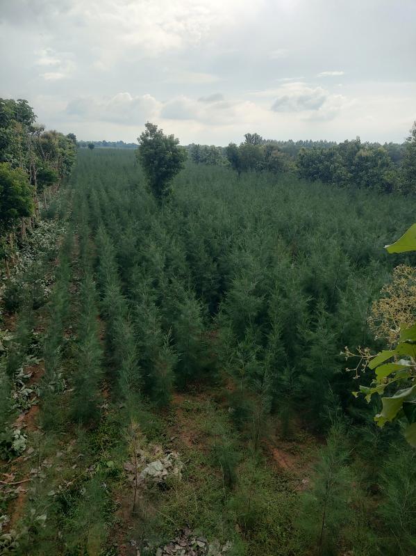  Agricultural Land 8 Acre for Sale in Udayarpalayam, Ariyalur