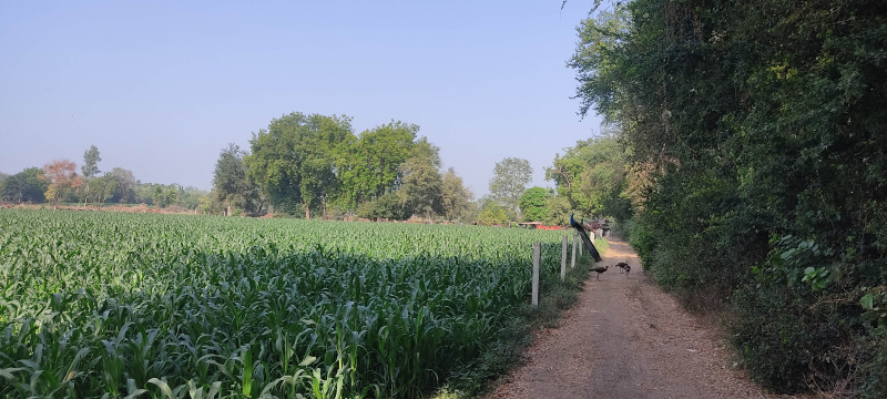  Agricultural Land 8 Bigha for Sale in Valasan, Anand