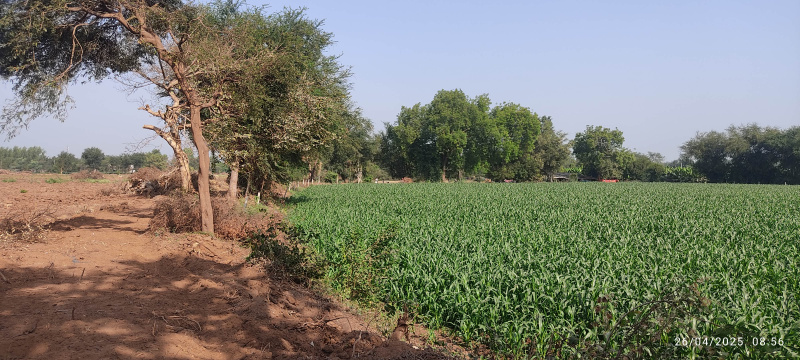  Agricultural Land 8 Bigha for Sale in Valasan, Anand