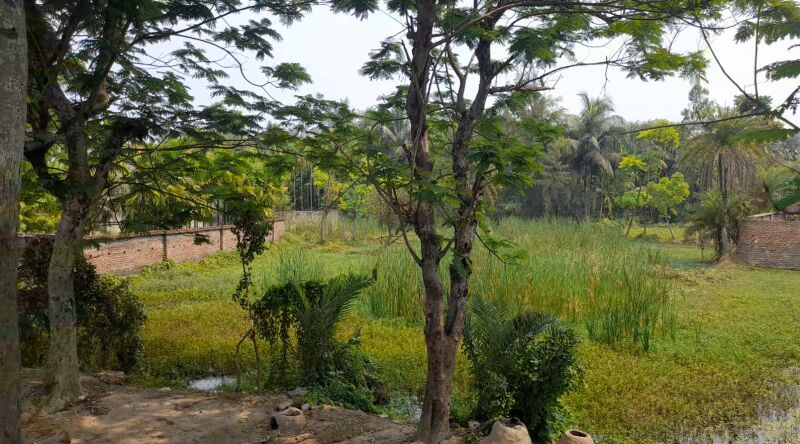  Agricultural Land 9 Katha for Sale in Diamond Harbour, South 24 Parganas