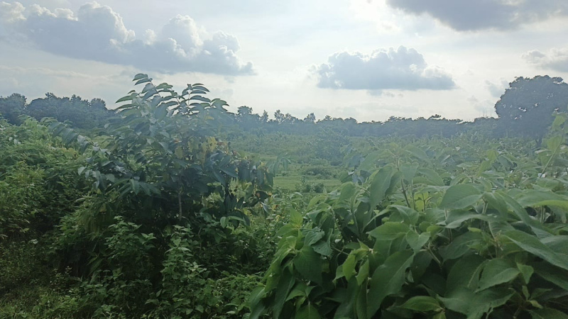  Agricultural Land 3 Bigha for Sale in Banarhat Tea Garden, Jalpaiguri