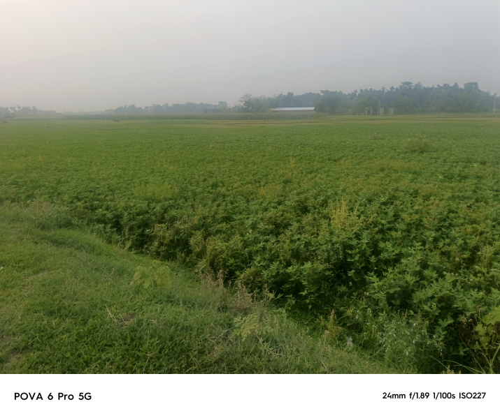  Agricultural Land 82 Bigha for Sale in Malbazar, Jalpaiguri