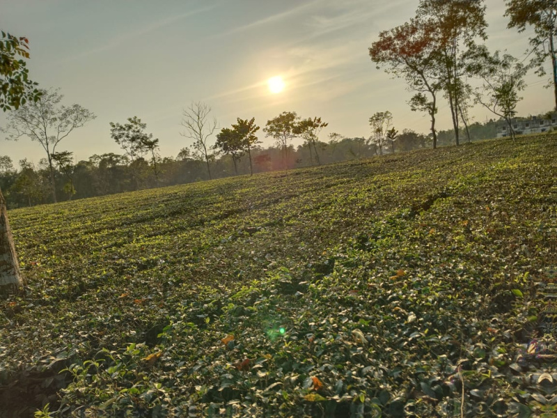  Industrial Land 59 Bigha for Sale in Mainaguri, Jalpaiguri