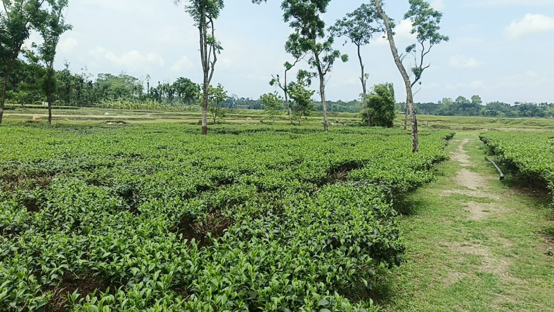  Residential Plot 40 Katha for Sale in Matelli, Jalpaiguri