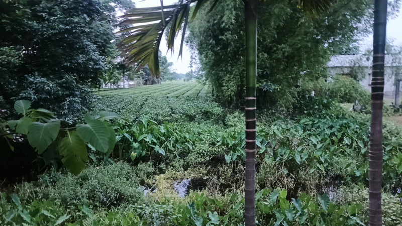  Residential Plot 240 Katha for Sale in Lataguri, Jalpaiguri