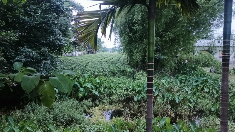  Residential Plot 240 Katha for Sale in Lataguri, Jalpaiguri