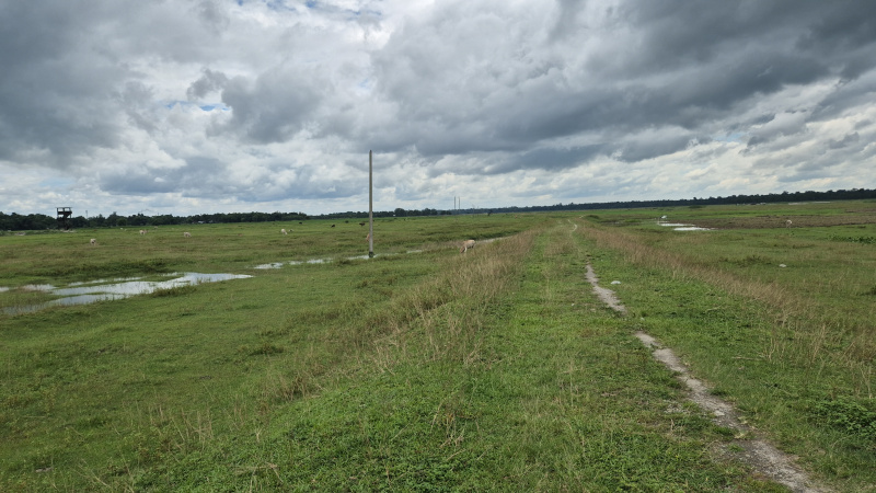  Residential Plot 11 Bigha for Sale in Denguajhar, Jalpaiguri