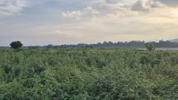  Residential Plot for Sale in Ranichera Tea Jalpaiguri, Jalpaiguri