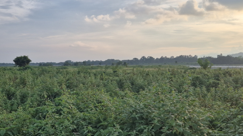  Residential Plot 40 Bigha for Sale in Ranichera Tea Jalpaiguri Jalpaiguri