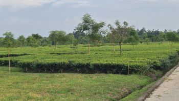  Residential Plot for Sale in Oodlabari, Jalpaiguri