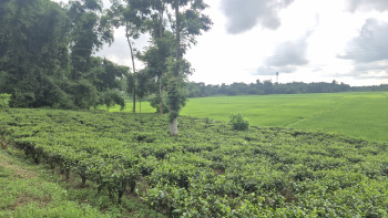  Agricultural Land for Sale in Barapatina Nutanbus, Jalpaiguri