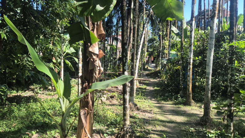  30 Katha Residential Plot for Sale in Malbazar, Jalpaiguri