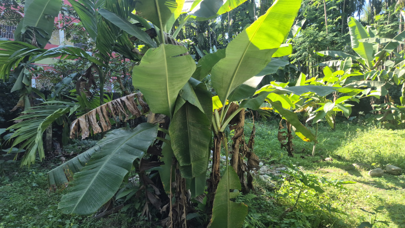  30 Katha Residential Plot for Sale in Malbazar, Jalpaiguri