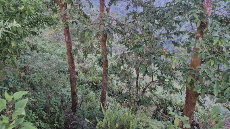  30 Dismil Residential Plot for Sale in 8th Mile, Kalimpong