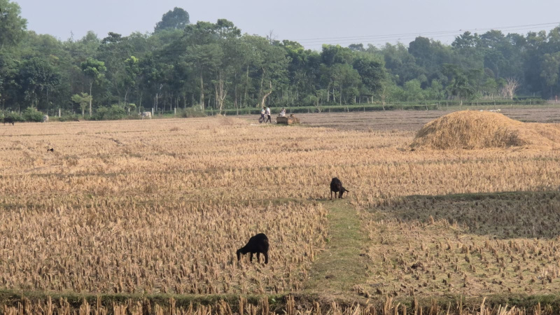  6 Bigha Agricultural/Farm Land for Sale in Nutan Para, Jalpaiguri