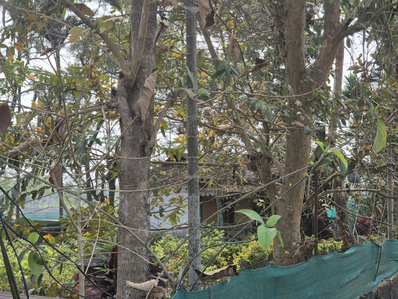  1 Bigha Guest House for Sale in Murti, Jalpaiguri