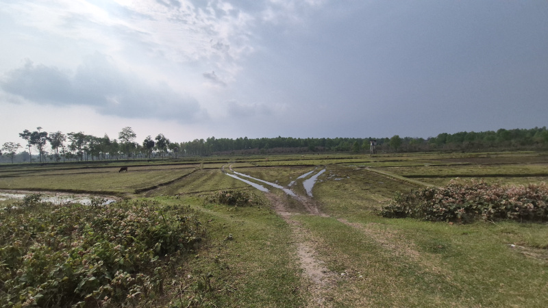  30 Bigha Residential Plot for Sale in Belacoba, Jalpaiguri
