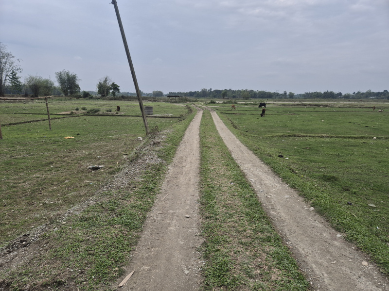  6 Bigha Residential Plot for Sale in Batabari, Jalpaiguri