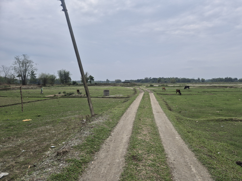  6 Bigha Residential Plot for Sale in Batabari, Jalpaiguri
