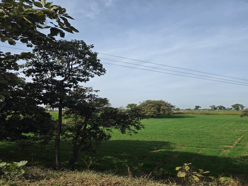  16 Bigha Agricultural/Farm Land for Sale in Bicholi Mardana, Indore
