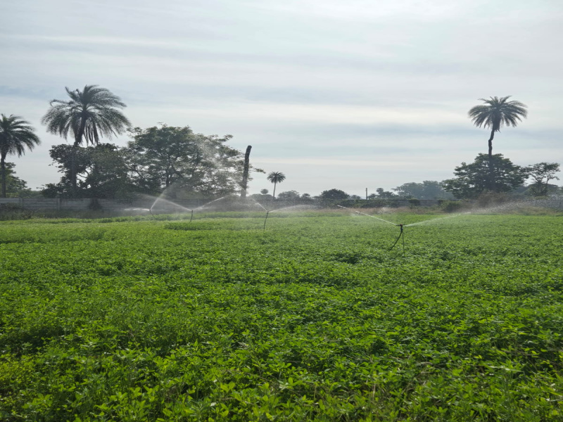  16 Bigha Agricultural/Farm Land for Sale in Bicholi Mardana, Indore