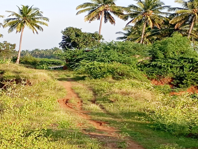  Agricultural Land 2 Acre for Sale in Chinniampalayam, Coimbatore