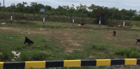  Commercial Land for Rent in Sirkali, Nagapattinam