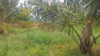  Agricultural Land for Sale in Kanakapura Road, Bangalore
