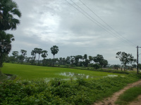  Agricultural Land for Sale in Pedana, Krishna