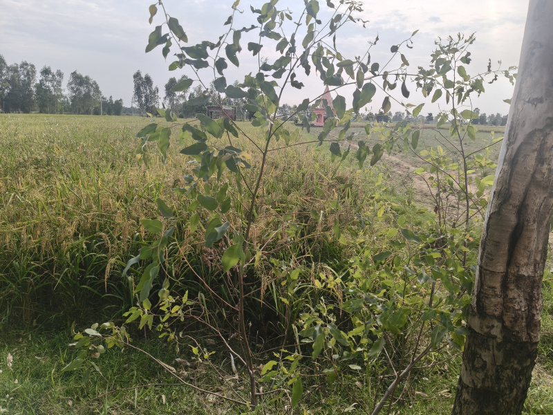  Agricultural Land 50 Bigha for Sale in Bahjoi, Sambhal