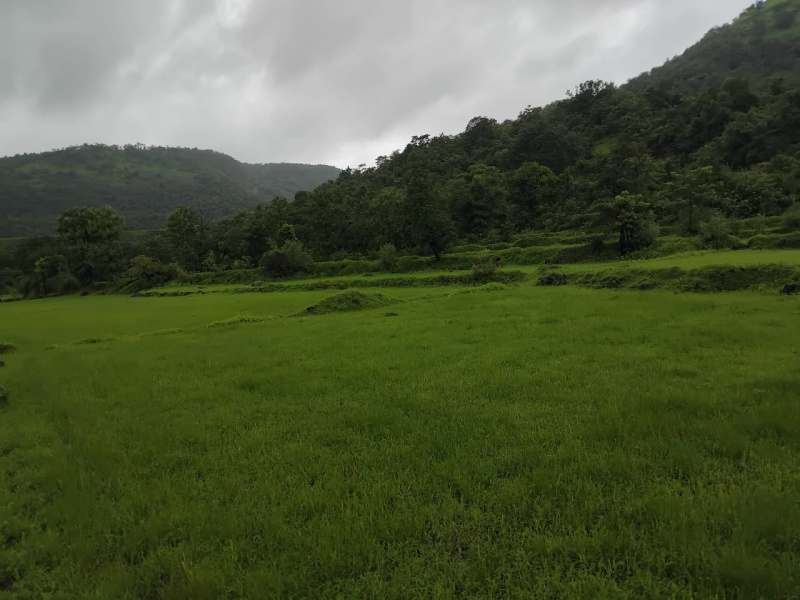  Agricultural Land 4 Acre for Sale in Mangaon, Raigad