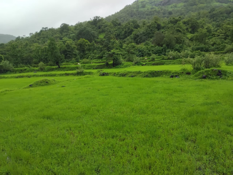  Agricultural Land 4 Acre for Sale in Mangaon, Raigad