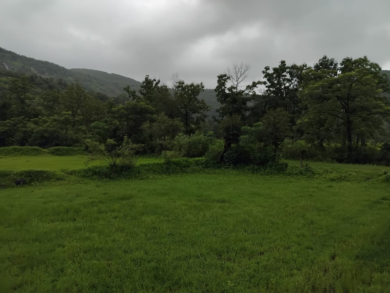  Agricultural Land 4 Acre for Sale in Mangaon, Raigad