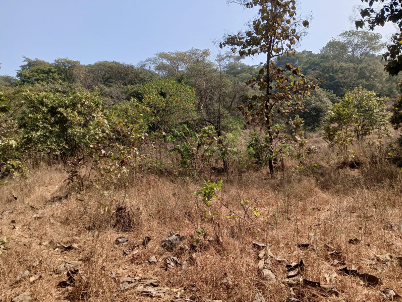  Residential Plot 2325 Guntha for Sale in Mahad, Raigad