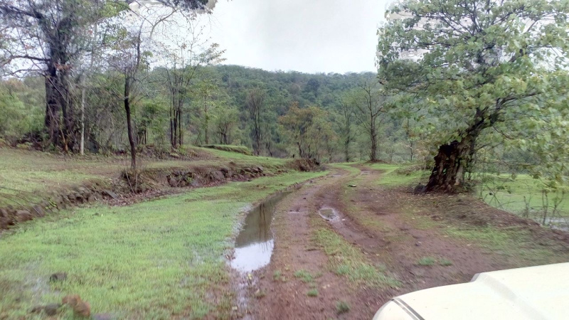  Agricultural Land 100 Acre for Sale in Dapoli, Ratnagiri