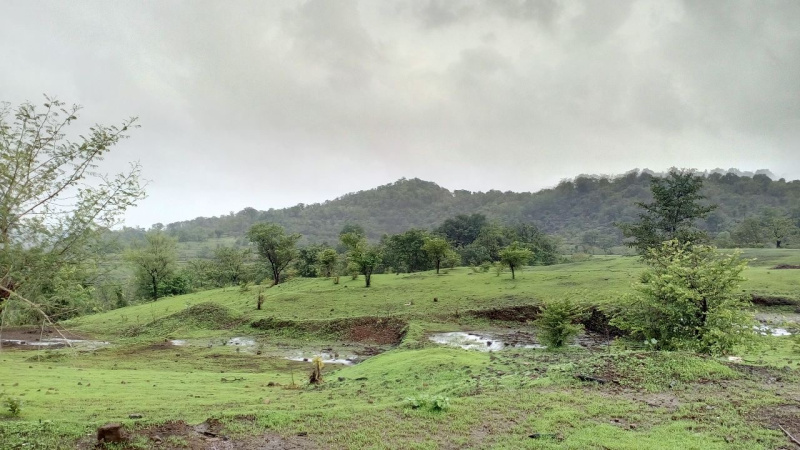  Agricultural Land 100 Acre for Sale in Dapoli, Ratnagiri