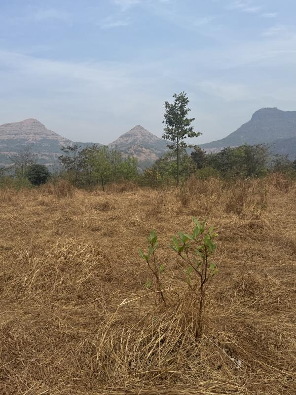  Residential Plot 100 Acre for Sale in Mahad, Raigad