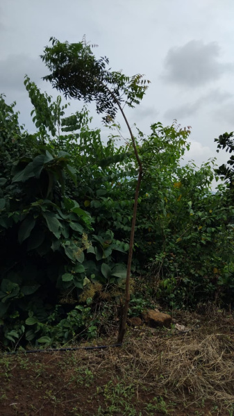  Agricultural Land 100 Acre for Sale in Kheradi, Chiplun