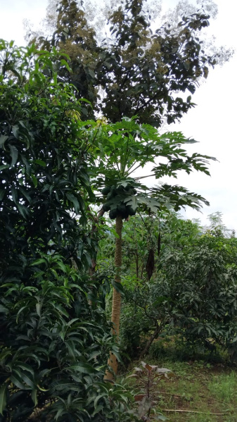  Agricultural Land 100 Acre for Sale in Kheradi, Chiplun